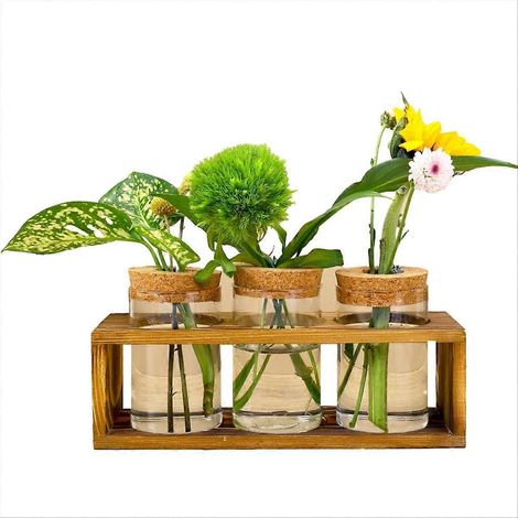 Station de multiplication, terrarium en verre pour bouturage, décoration intérieure (1/5)