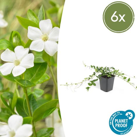 Pervenche Vinca minor 'Alba' Couvre-sol à Fleurs Blanches - Lot de 6 Plants - Pot Ø 9 cm - PANGIVO (1/5)
