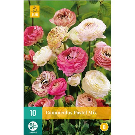 10 renoncules pastel – Couleur rose clair – Floraison de juin à août – Plantation de mars à mai – Hauteur 40 cm – JUB