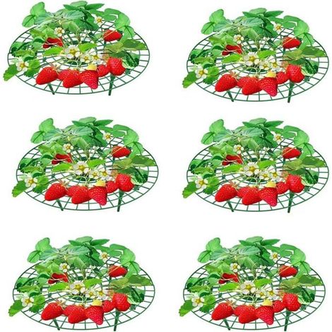 Supporto per piante di fragole – 6 supporti – diametro regolabile, 30-40 cm – verde – resistente alla putrefazione (1/4)