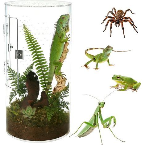 zylindrisches Terrarium, verstärktes 4 mm Acrylglas, 360°-Rundumsicht, optimale Belüftung, für Reptilien und Insekten (1/5)