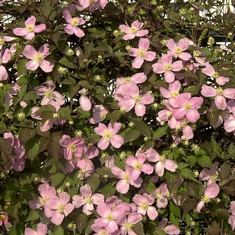 Clématite montana Tetrarose/Pot de 3L - Echelle bambou 60/120 cm (1/5)