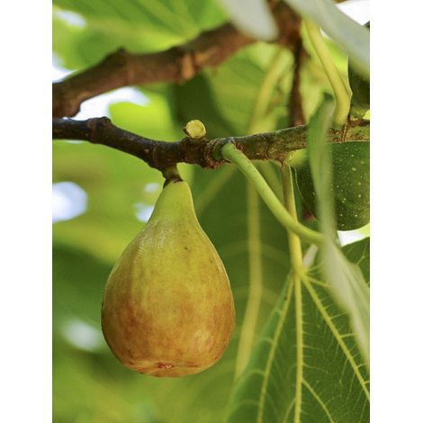 Figuier 'Gustissimo Perretta' Pot de 2L/3L, Buisson