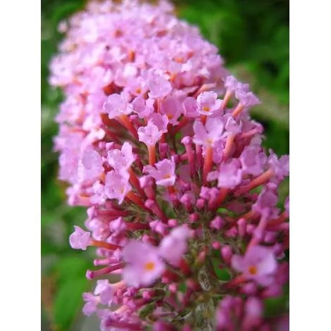 Gardenaria Buddleja davidii 'Pink Delight' - Arbusto ornamentale da giardino - Altezza: 40/60 cm (vaso19) (1/4)