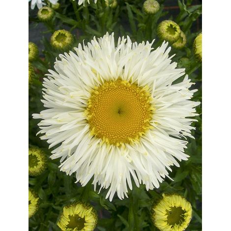 Marguerite 'Real Galaxy' Godet de 8/9 cm (1/2)