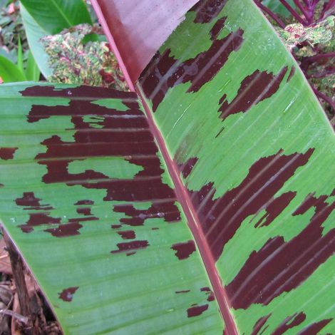 Bananier Red Tiger/Pot de 5L - Touffe