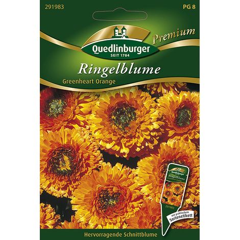 Quedlinburger Saatgut – Souci « Greenheart » orange – Graines de fleurs, pétales orange doré à cœur vert citron, 60 cm