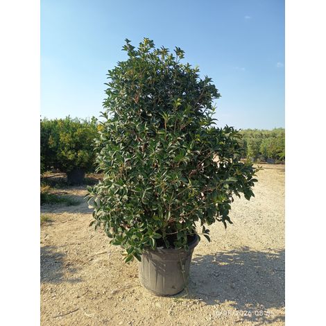 OSMANTHUS AQUIFOLIUM CESP.60