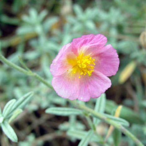 4 x Hélianthème 'Rhodanthe Carn' 'Rhodante Carneum' - godet 9x9
