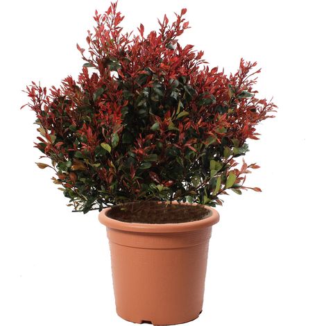 Photinia Little Red Robin - Pianta di Fotinia Nana - Piante Vere da Esterno - H 70-80 cm Vaso Ø 30 cm (1/3)