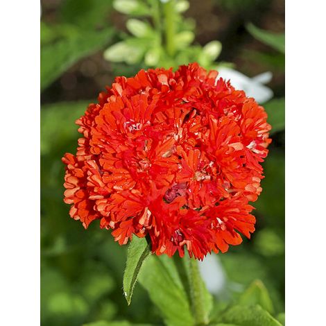Croix de Malte 'Flore Pleno' Godet de 8/9 cm