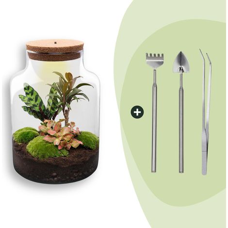 Terrarium Plante DIY avec Lumière Milky Ø 21 cm H 30 cm Kit Écosystème Autonome et Outils - PANGIVO (1/4)