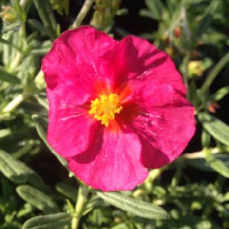 4 x Hélianthème - Helianthemum 'Ben Hope' - godet 9x9 cm (1/4)