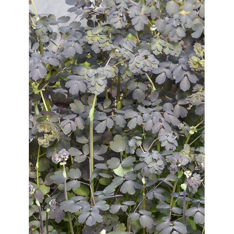 Pigamon 'Ghent Ebony' Godet de 8/9 cm (1/2)