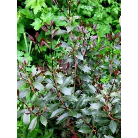 Osmanthe à feuilles variables 'Purpureus' Pot de 3L/4L (1/2)