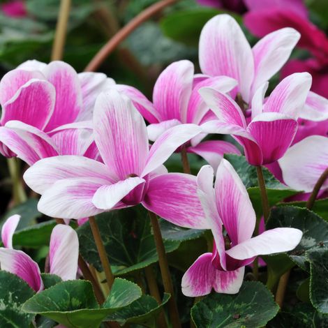 Hibiscus sugar tip - Hibiscus sugar tip Pot 3L (1/2)