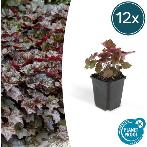Lot de 12 Heuchères Palace Purple Heuchera micrantha Feuillage Pourpre 10-25 cm Ø 9 cm - PANGIVO (1/5)