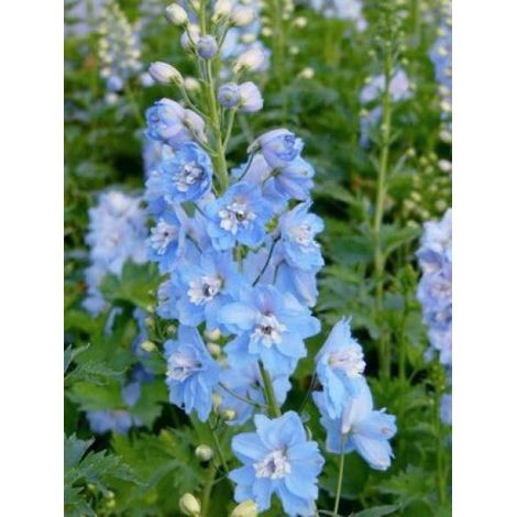 Pied d'Alouette vivace 'Summer Skies' Godet de 7/8 cm (1/4)