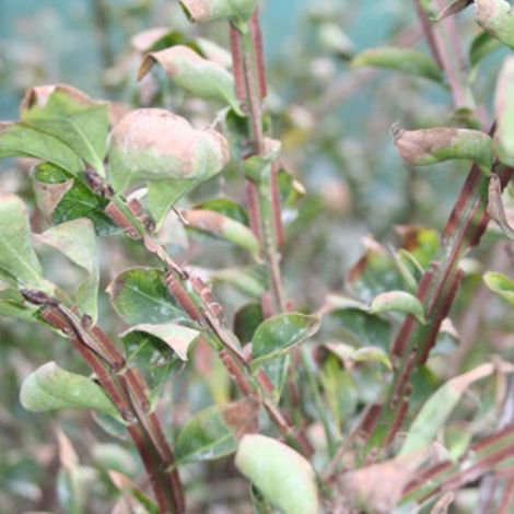 Fusain ailé - Euonymus alatus  - 60-80 cm pot