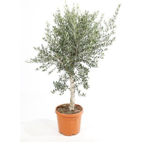 Olivier sur tige Pot de 7,5L/10L, 1/2 de tige