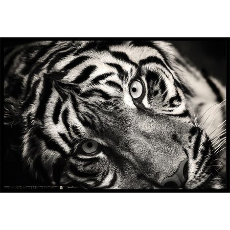 Affiche encadrée tigre noir et blanc (1/5)