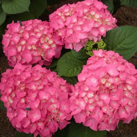Hortensia  - Hydrangea macrophylla 'Freudenstein'  - 25-30 cm pot