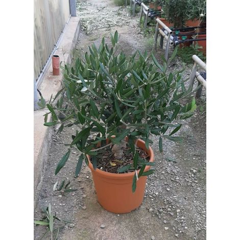 Olivo Ulivo "Olea europea" bonsai bellissima pianta in vaso ø18 cm FOTO REALI