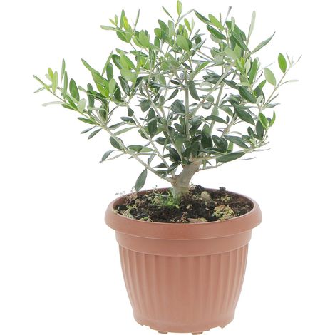 Olivo Bonsai - Olea Europaea - Piante Vere da Interno e Esterno - H 35-40 cm Vaso Ø 20 cm (1/4)