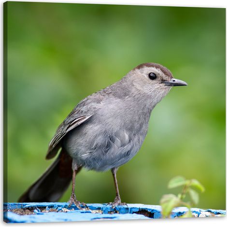 Leinwanddruck „Sitzender Vogel“ 50x50 cm