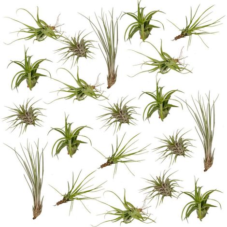 Lot de 20 Tillandsias Assortis Plantes Aériennes Décoratives Pot 6 cm Hauteur 6 cm - PANGIVO (1/5)
