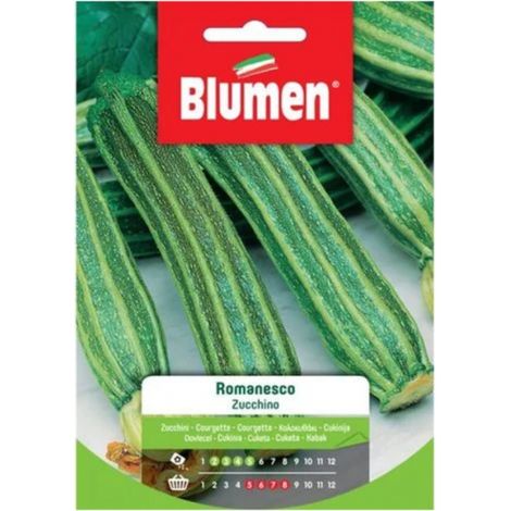 Blumen Semi di Zucchino romanesco