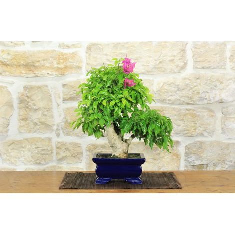 Bonsai di Bougainvillea Spectabilis (134) (1/5)