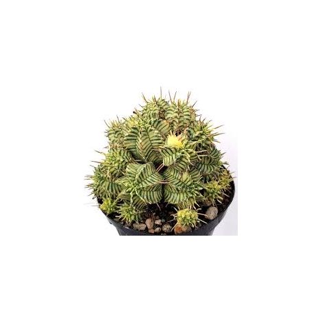 Euphorbia Melophormis Variegata, vaso 5,5 cm, foto reali (1/3)