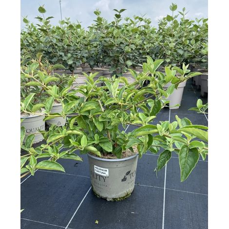 Gardenaria Viburno - Viburnum 'Macrocephalum' - Arbusto ornamentale da giardino - Altezza: 50/70 cm (vaso19) (1/5)