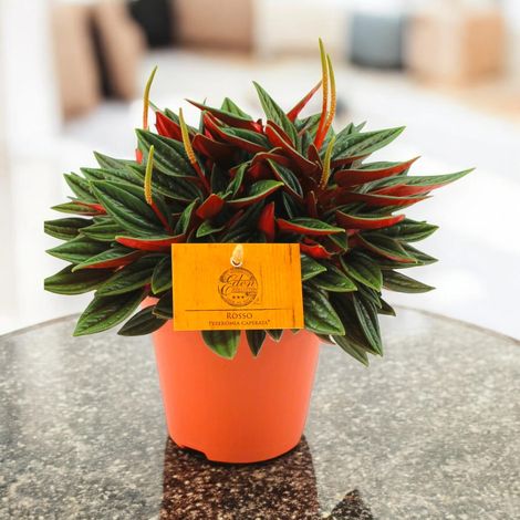 Gardenaria Peperomia caperata Rosso - Pianta da interno ornamentale - Altezza: 20 cm (vaso 12) (1/5)