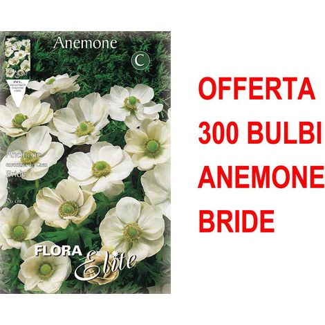 OFFERTA 300 BULBI ANEMONE CORONARIA THE BRIDE BULBS BULBES