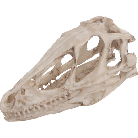 Crâne de Dinosaure en Résine - Modèle Squelette Animal Déco Bureau Maison Accessoire Pédagogique Artisanat (1/5)