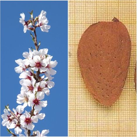 Planta Frutal Almendro Variedad Largueta