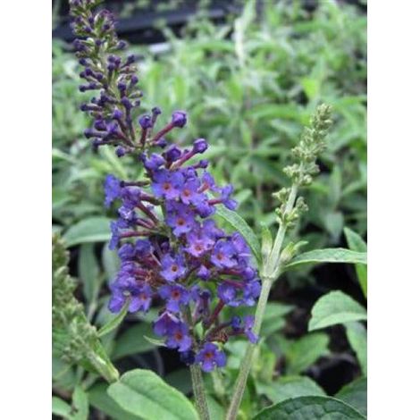 Arbre aux papillons 'Empire Blue' Pot de 2L/3L (1/2)