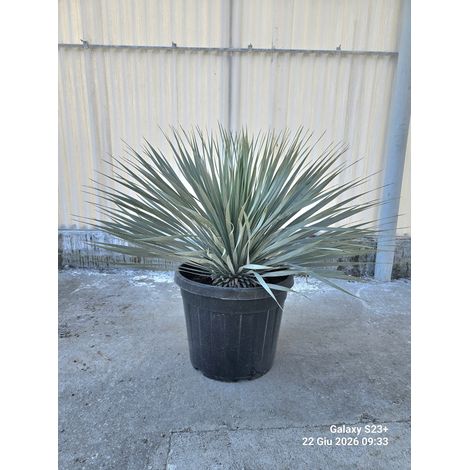 YUCCA ROSTRATA POT 45 Lt.35