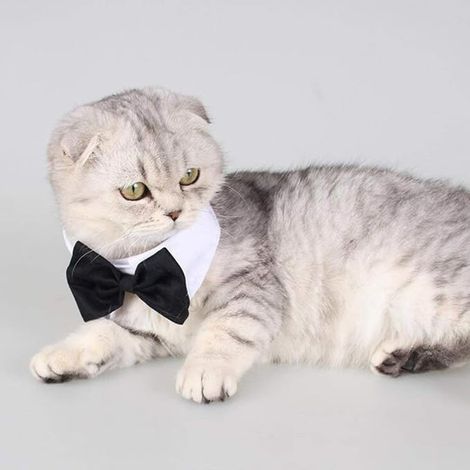 Pet Bow Tie Adjustable Pet Bow Tie Formal Dog Cat Costume Grooming Accessories for Puppy Small Dog Cat White Medium 31-36cm (1/3)