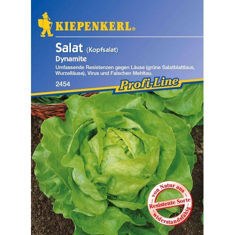Kiepenkerl Kopfsalat Dynamite Lactuca sativa var. capitata, Inhalt ca. 150 Pflanzen Obst- & Gemüsesamen (1/4)