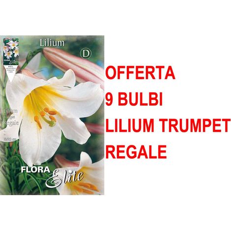 OFFERTA 9 BULBI LILIUM TRUMPET REGALE