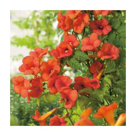 Bignone Madame Galen – Pot 1,3L – Plante grimpante vigoureuse à feuillage caduc – Grandes fleurs trompette rouge orangé – Fabre Graines