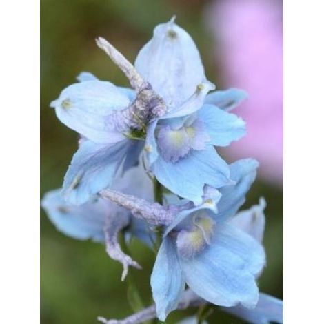 Pied d'Alouette belladone 'Cliveden Beauty' Godet de 7/8 cm (1/3)