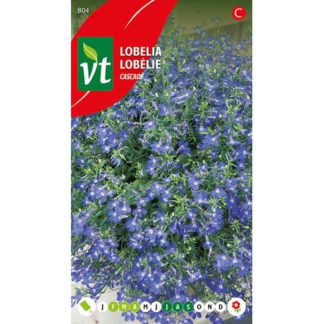 Lobélie Cascade - Ca. 0,4 gr (Livraison Gratuite) (1/2)