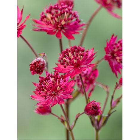 Grande astrance 'Star of Love' Pot de 2L/3L (1/2)