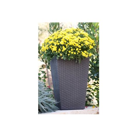 Keter Vaso Planter S Rattan anthrazit 23,6 l 28,5x28,5x43,5