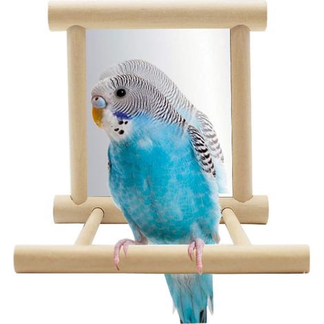 Jouet miroir pour perroquet avec perchoir pour perroquet, perruche, calopsitte, conure, pinson, inséparable, ara, amazone, cacatoès, support en bois(10 x 10 x 9 cm) (1/5)