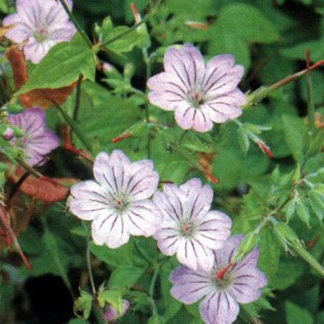4 x Géranium vivace noueux - Geranium nodosum  - godet 9x9 cm (1/5)